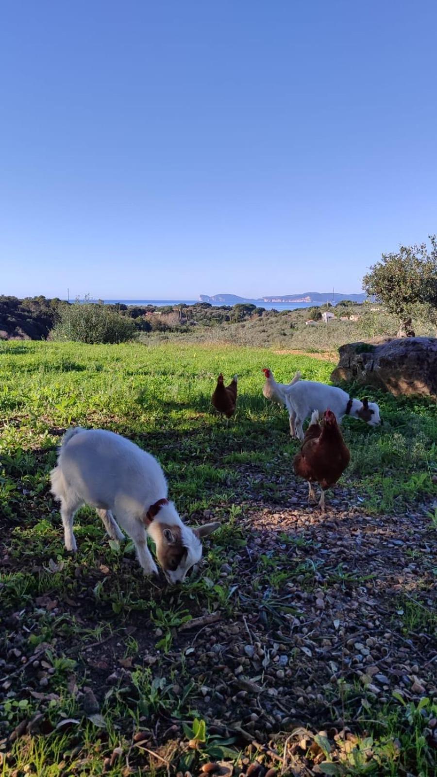Villa Boeddu, Relax Tra Mare E Campagna ألغيرو المظهر الخارجي الصورة
